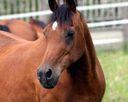 broodmare Ansata Aya Halima ox (Arabian thoroughbred, 1980, from Ansata Ibn Halima 1958 EAO)