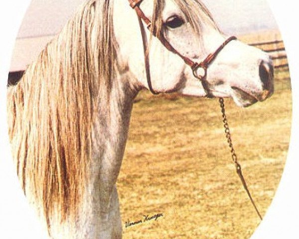 broodmare Ansata Nile Jewel ox (Arabian thoroughbred, 1970, from Morafic 1956 EAO)