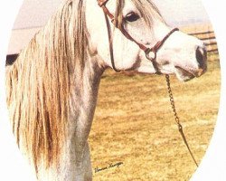 broodmare Ansata Nile Jewel ox (Arabian thoroughbred, 1970, from Morafic 1956 EAO)