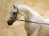 stallion Ansata Nile Echo ox (Arabian thoroughbred, 1996, from Ansata Hejazi ox)