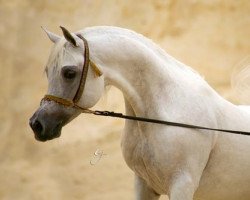 stallion Ansata Nile Echo ox (Arabian thoroughbred, 1996, from Ansata Hejazi ox)