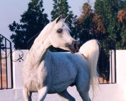 broodmare Ansata Sharifa ox (Arabian thoroughbred, 1987, from Ansata Ibn Shah ox)