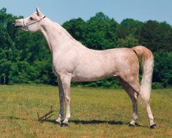 broodmare G Shafaria ox (Arabian thoroughbred, 1992, from Prince FA Moniet ox)