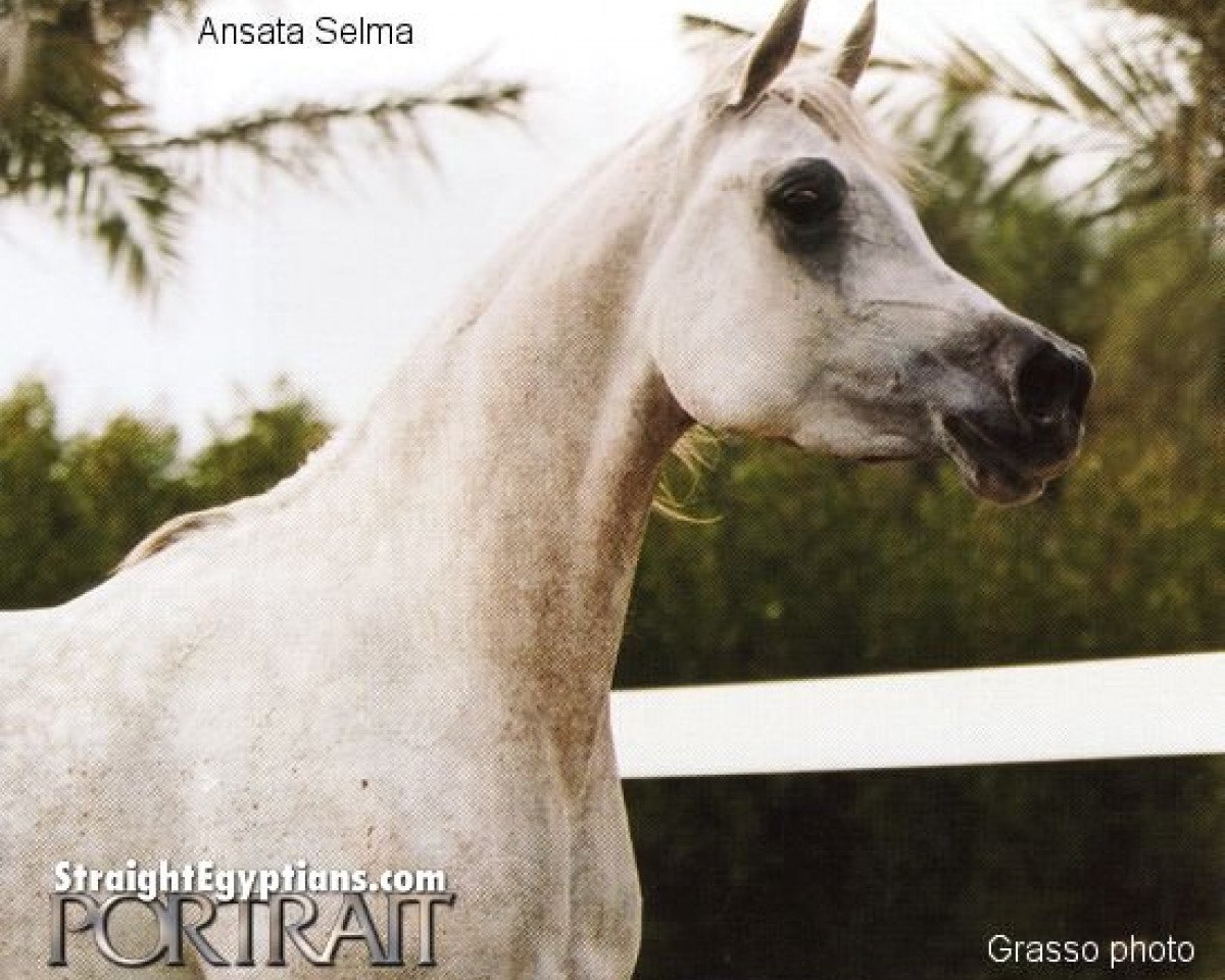 broodmare Ansata Selma ox (Arabian purebred, 1998, from Ansata Hejazi ox)