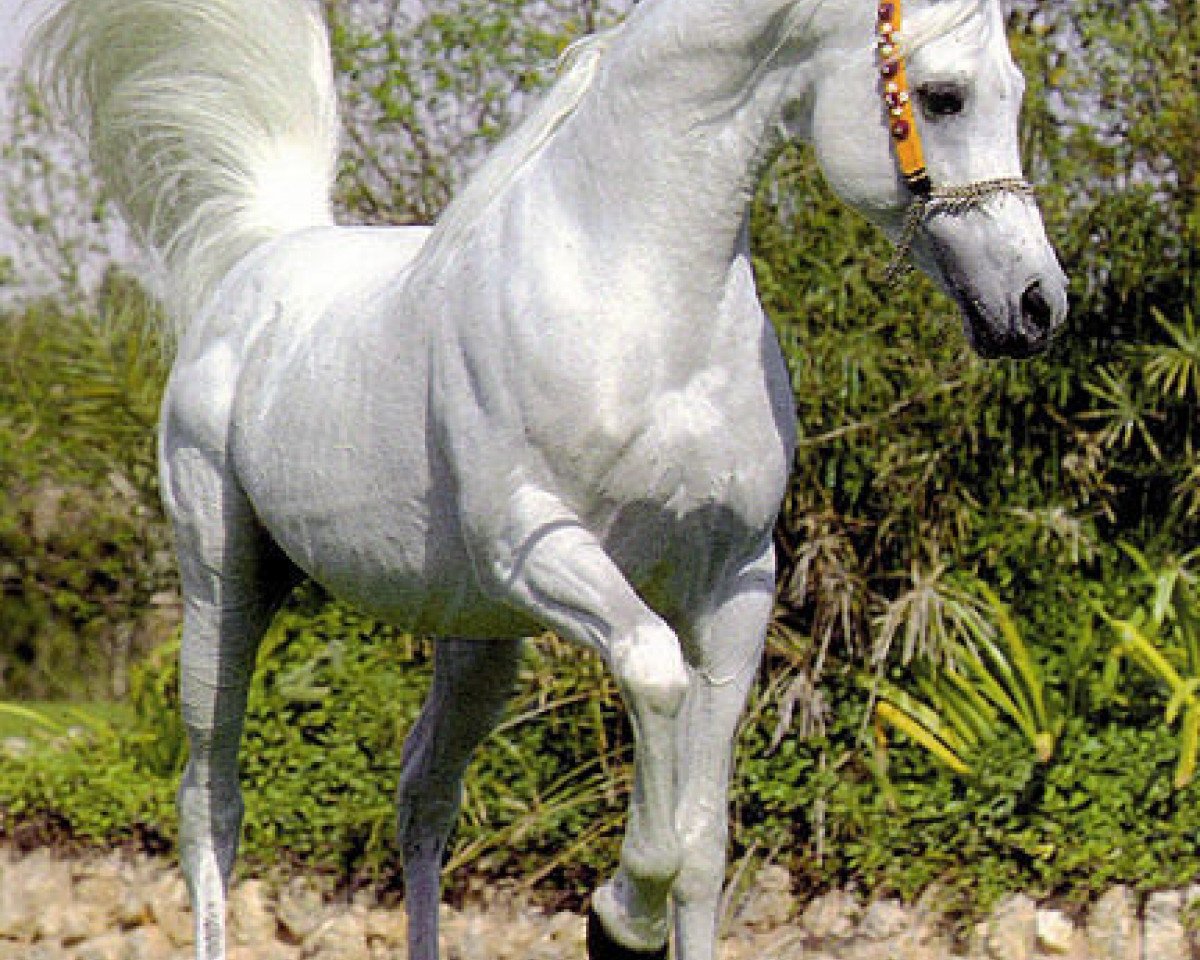 stallion Ansata Hejazi ox (Arabian purebred, 1992, from Ansata Halim Shah ox)