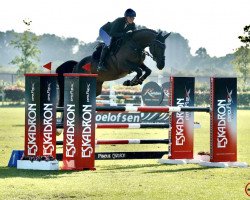 broodmare Dua Lipa M (Oldenburg show jumper, 2016, from Dust Devil 2)