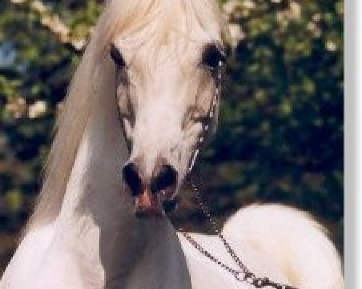 stallion Amir Mahabb EAO (Arabian purebred, 1985, from Kaisoon 1958 EAO)