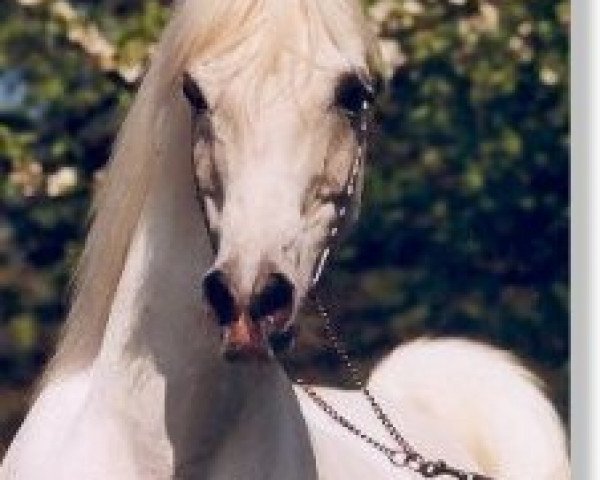 stallion Amir Mahabb EAO (Arabian thoroughbred, 1985, from Kaisoon 1958 EAO)