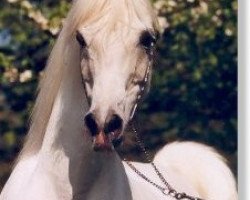 stallion Amir Mahabb EAO (Arabian thoroughbred, 1985, from Kaisoon 1958 EAO)