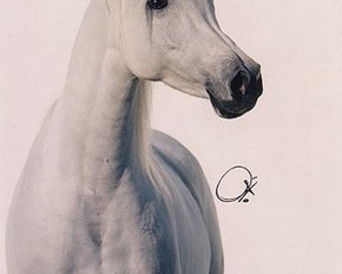 broodmare Classic Farida 1994 ox (Arabian purebred, 1994, from Alidaar 1984 EAO)
