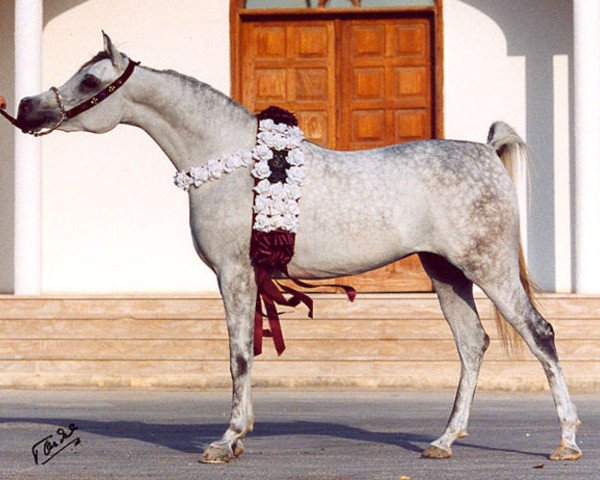 broodmare Al Angha Al Rayyan 2000 ox (Arabian thoroughbred, 2000, from Alidaar 1984 EAO)