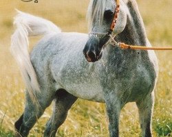 horse Classic Rayan 1996 ox (Arabian thoroughbred, 1996, from Alidaar 1984 EAO)