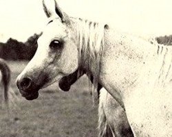 broodmare Bint Mona EAO (Arabian thoroughbred, 1958, from Nazeer 1934 RAS)