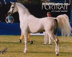 stallion Gazal Sakr (Arabian thoroughbred, 1996, from Shaheen ox)