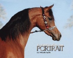 stallion Zeer al Rayyan 2001 ox (Arabian thoroughbred, 2001, from Alidaar 1984 EAO)