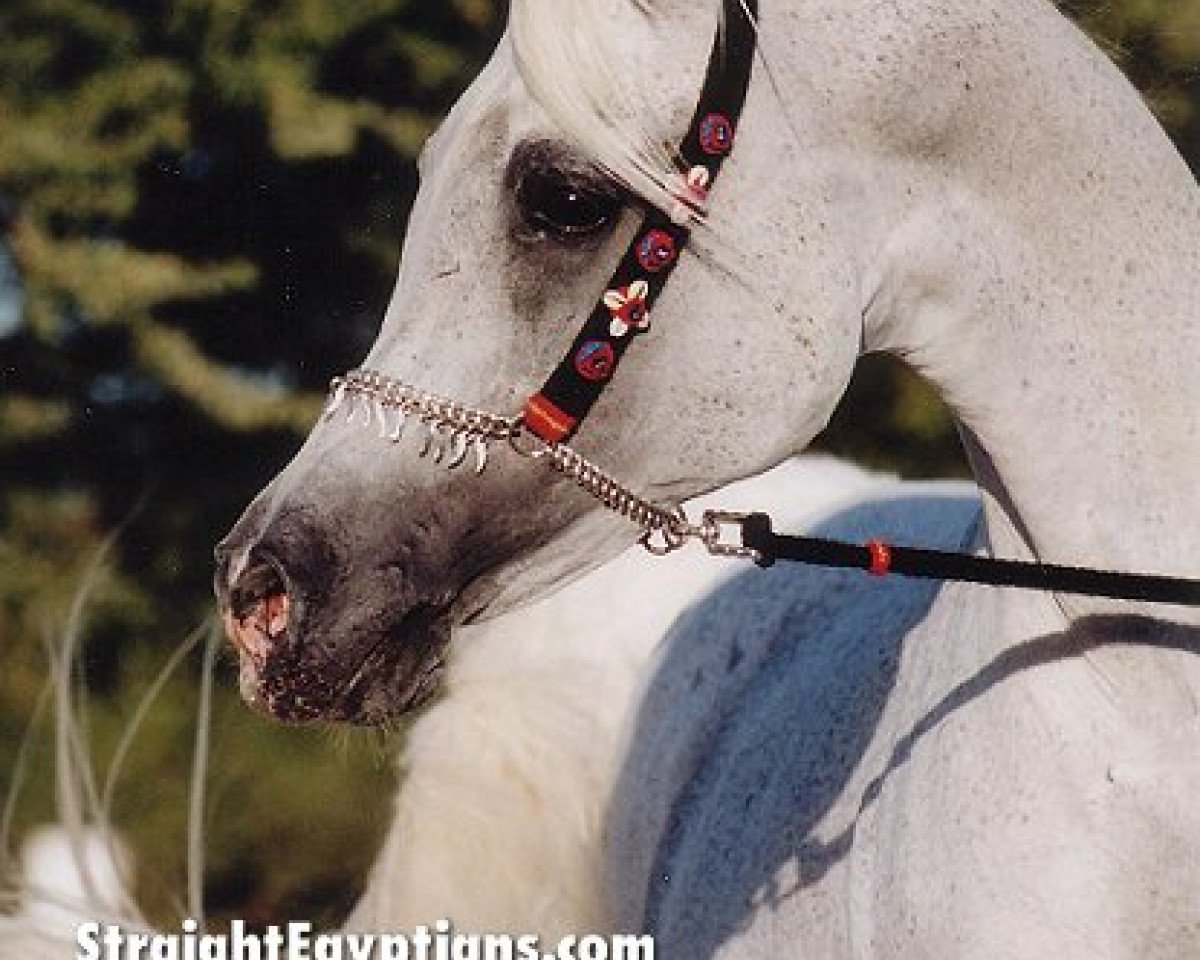 stallion Alidaar 1984 EAO (Arabian purebred, 1984, from Shaikh Al Badi 1969 ox)
