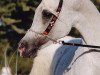 stallion Alidaar 1984 EAO (Arabian thoroughbred, 1984, from Shaikh Al Badi 1969 ox)