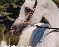 stallion Alidaar 1984 EAO (Arabian thoroughbred, 1984, from Shaikh Al Badi 1969 ox)