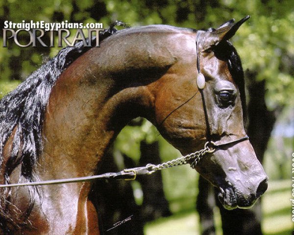 Deckhengst Ali Barba ox (Vollblutaraber, 1996, von Ruminaja Ali 1976 ox)