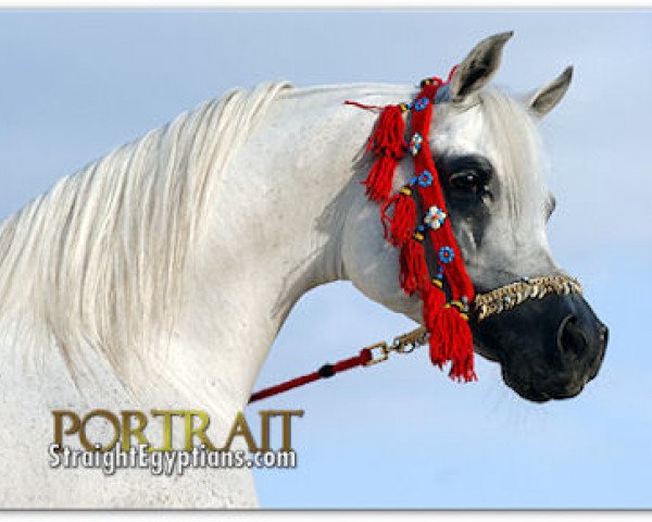 stallion Al Rayyan ox (Arabian thoroughbred, 1993, from Imperial Madheen ox)