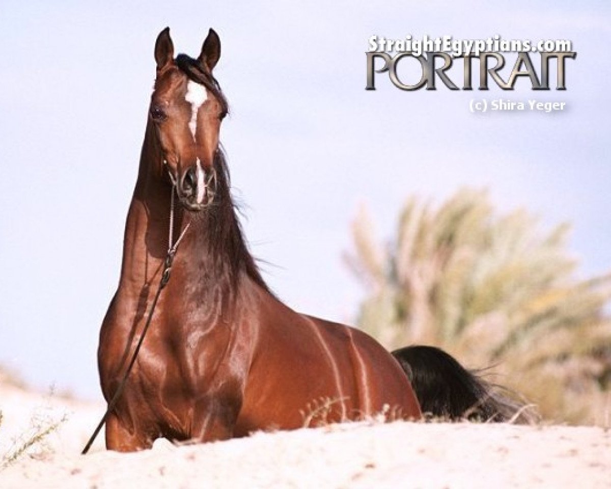 stallion Al Maraam ox (Arabian purebred, 1998, from Imperial Imdal 1982 EAO)