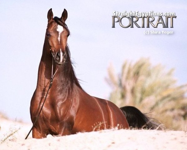 stallion Al Maraam ox (Arabian thoroughbred, 1998, from Imperial Imdal 1982 EAO)