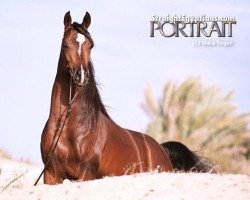 stallion Al Maraam ox (Arabian thoroughbred, 1998, from Imperial Imdal 1982 EAO)