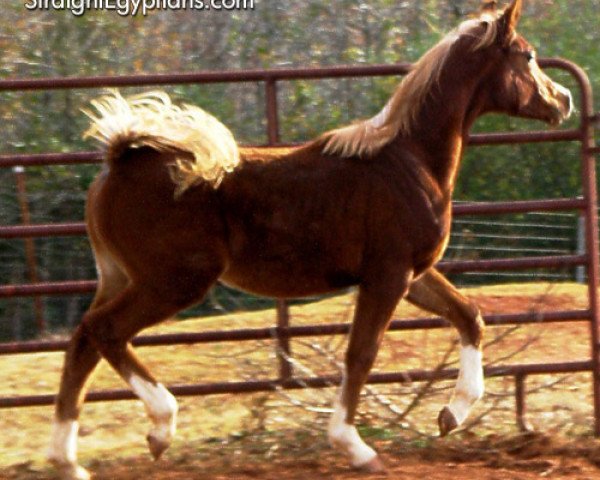 horse Aliah Laheebah ox (Arabian thoroughbred, 2010, from Ali Mutazz ox)