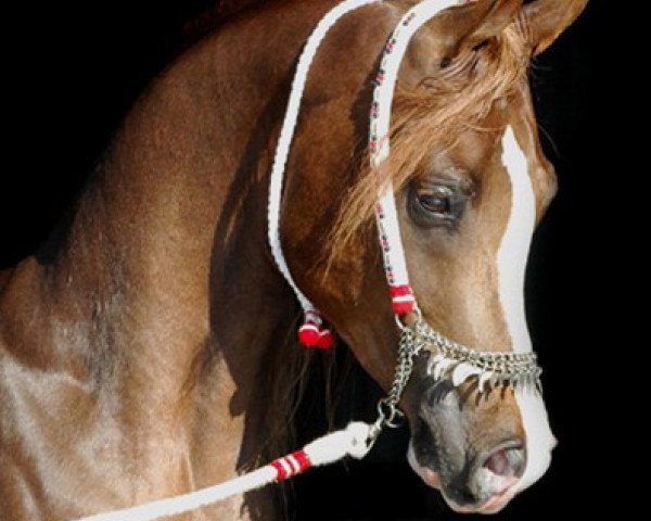 stallion Ali Mutazz ox (Arabian thoroughbred, 2003, from Imperial Baarez ox)