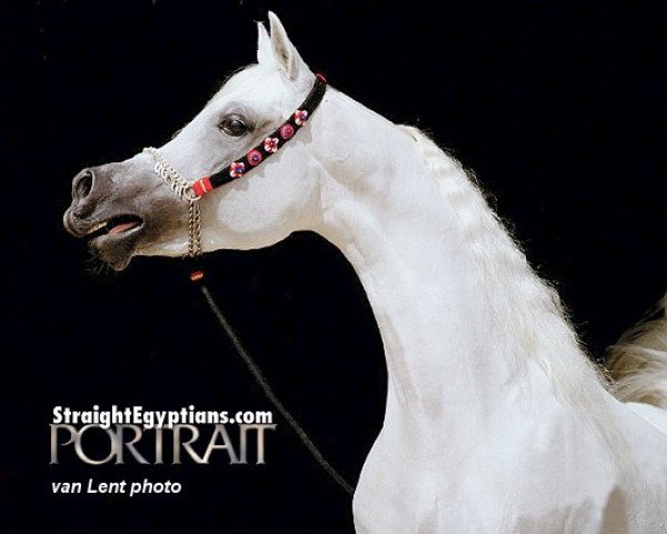 stallion Al Aadeed Al Shaqab EAO (Arabian thoroughbred, 1995, from Ansata Halim Shah ox)