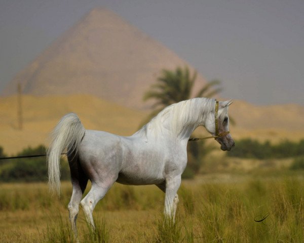 stallion Ajmal Sinan EAO (Arabian thoroughbred, 2000, from Ansata Hejazi ox)