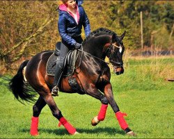 dressage horse Finntaler (Oldenburg, 2009, from Florencio I)