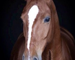 dressage horse Dacapo 254 (Hanoverian, 2005, from Dacaprio)