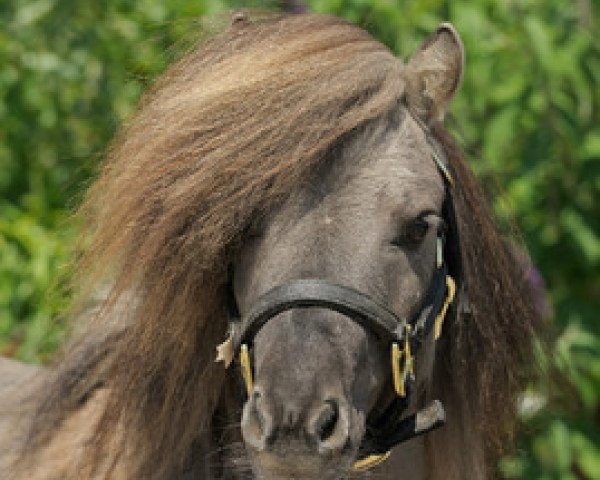 stallion Winston vom Fliederhof (Shetland pony (under 87 cm), 2007, from Weshley van Stal Nederkoorn)