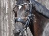 dressage horse Fleur (Westphalian, 2003, from Fürst Heinrich)