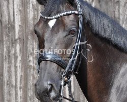 dressage horse Fleur (Westphalian, 2003, from Fürst Heinrich)