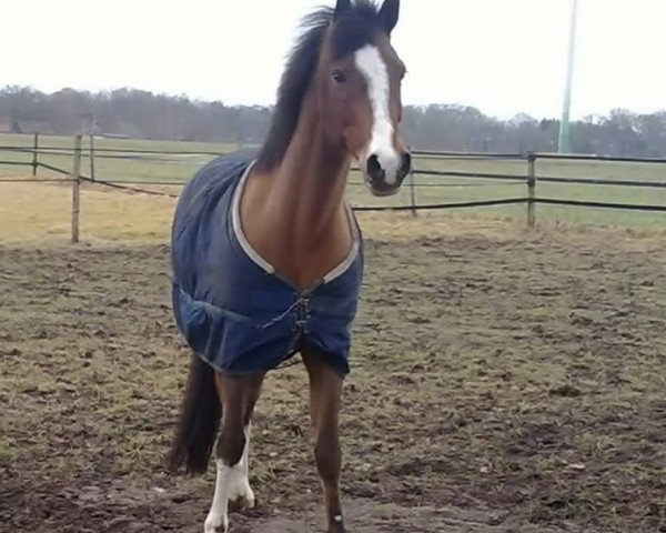 Springpferd Castletown King (Irish Sport Horse, 1988)