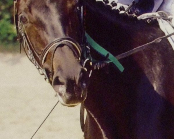 dressage horse Sunny Side Up 6 (Oldenburg, 2000, from Sevillano xx)