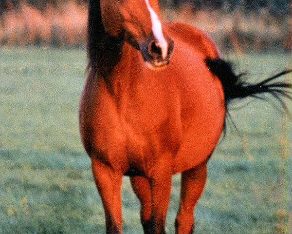 broodmare Mara (German Riding Pony,  , from Chip)