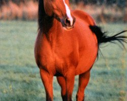 broodmare Mara (German Riding Pony,  , from Chip)