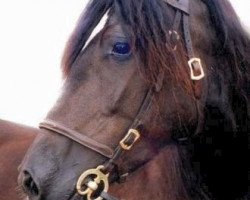 Zuchtstute Cymric Magical Surprise (Welsh-Cob (Sek. D), 1992, von Trefaes Magic)