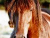 broodmare Cindy (Welsh-Cob (Sek. D), 1987, from Sydenham Hussar)