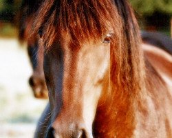 Zuchtstute Cindy (Welsh-Cob (Sek. D), 1987, von Sydenham Hussar)