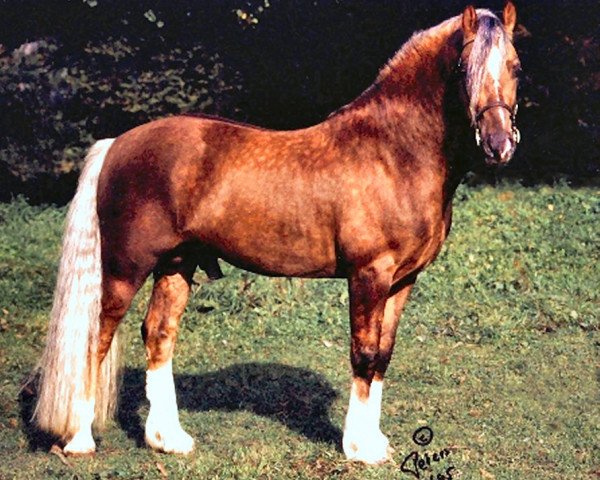 stallion Paith G.Dywysog (Welsh-Cob (Sek. D), 1987, from Llanarth True Briton)