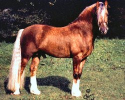 stallion Paith G.Dywysog (Welsh-Cob (Sek. D), 1987, from Llanarth True Briton)