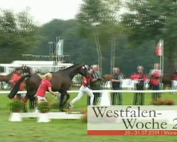 Westfalen-Woche Münster-Handorf
Dienstag, 26. Juli 2011
46. Westfälische Eliteschau für 3j. Reitpferde- und 
Kaltblutstuten