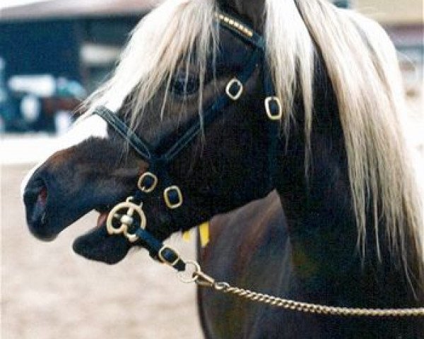 Deckhengst Firwood's King Richard (Welsh Pony (Sek.B), 1991, von Kortehoeve's Arthur)