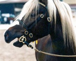 stallion Firwood's King Richard (Welsh-Pony (Section B), 1991, from Kortehoeve's Arthur)