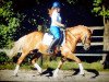 dressage horse Na Und (10,94% ox) (Edelbluthaflinger, 2004, from Nevio)