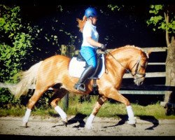 dressage horse Na Und (10,94% ox) (Edelbluthaflinger, 2004, from Nevio)